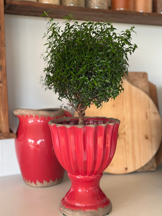 Übertopf aus Steingut, Shabby