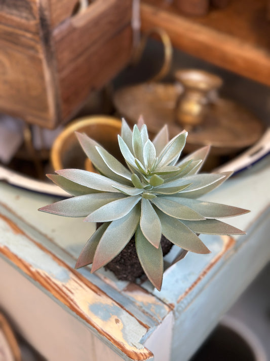 Fleur Sukkulent, H: 12,5 cm.